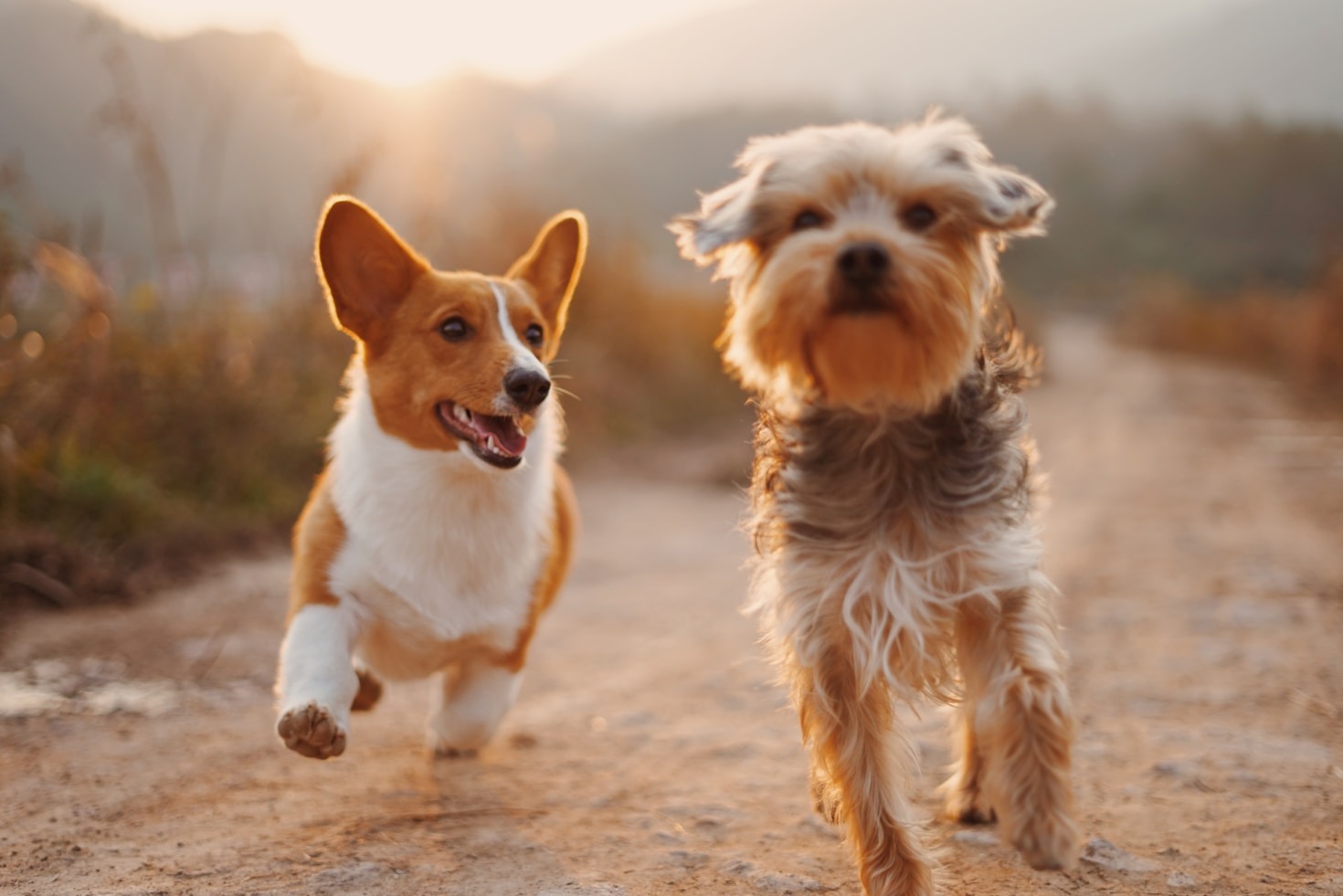 Guía básica para adiestrar a tu cachorro